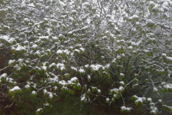 بارش برف ارتفاعات گیلان سفیدپوش کرد