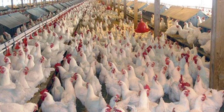 طبق اعلام گمرک صادرات گوشت مرغ امکانپذیر شد
