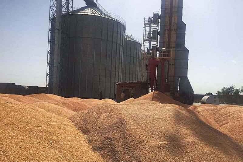 بیش از ۴ هزار ۷۵۰ تن گندم در استان اصفهان خریداری شد