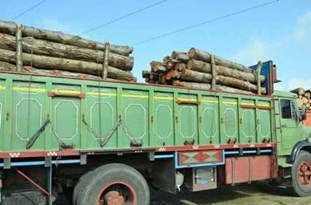 کشف ۶۰۰ کیلو چوب قاچاق در آران و بیدگل