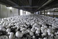 بازدید رئیس سازمان جهاد کشاورزی استان اصفهان از واحد پروش قارچ سمیرم