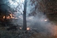 جزئیات آتش‌سوزی درختان دانشگاه تبریز در اثر اصابت صاعقه