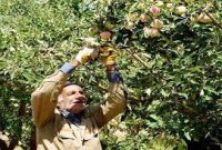 پیش‌بینی برداشت ۱۰ هزار تن سیب گلاب از باغات اصفهان