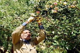 پیش‌بینی برداشت ۱۰ هزار تن سیب گلاب از باغات اصفهان