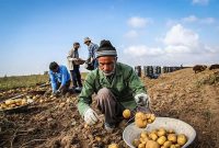 جزئیات مصوبه جدید حمایتی دولت از کشاورزان اعلام شد