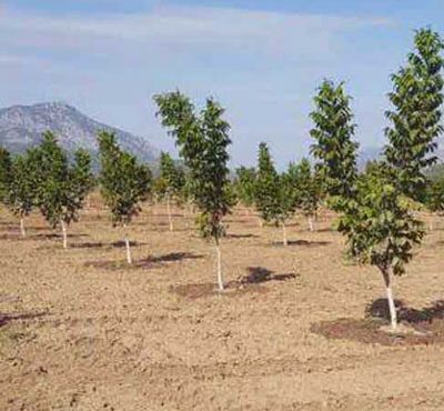 تکمیل کاشت ۱۱۰ هزار درخت در اصفهان تا پایان اردیبهشت ماه