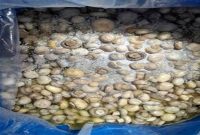 کشف و امحاء بیش از ۲۰۰ کیلو قارچ خوراکی فاسد در استان اصفهان
