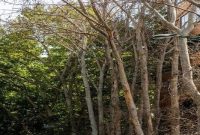 رفع خطر از شاخه‌های خشک درختان در منطقه ۷ اصفهان