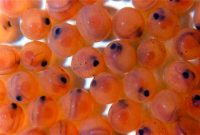 صادرات۹۵۰ هزار قطعه تخم چشم‌زده ماهی قزل‌آلا به خارج از کشور
