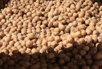 گردو هاي قاچاق به بازار نرسيد