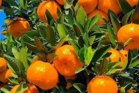 «فرمول طلایی باغداران برای مرکباتی درشت، خوش‌طعم و بازارپسند»