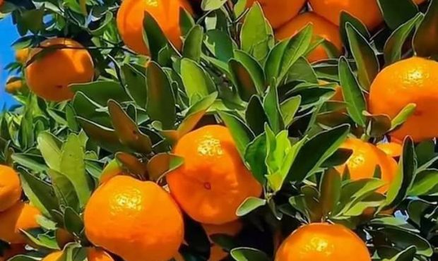 «فرمول طلایی باغداران برای مرکباتی درشت، خوش‌طعم و بازارپسند»