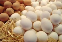 اصفهان، قطب تولید تخم‌مرغ و محصولات دامی ایران