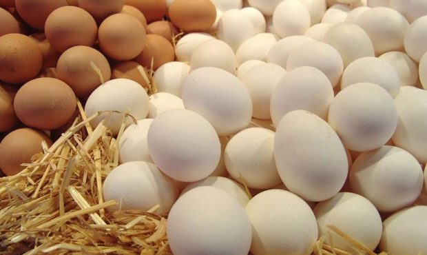 اصفهان، قطب تولید تخممرغ و محصولات دامی ایران اصفهان، قطب تولید تخممرغ و محصولات دامی ایران