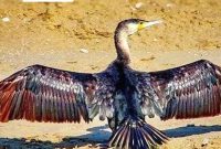 شهرضا میزبان پرنده‌ای نادر شد