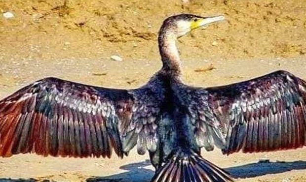 شهرضا میزبان پرنده‌ای نادر شد