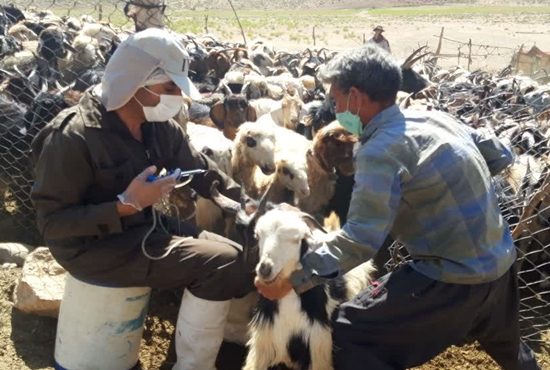 اجرای عملیات سم‌پاشی و واکسیناسیون دام و طیور در روستای حوض‌ماهی شهرستان مبارکه