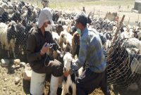 واکسیناسیون بیش از 5 میلیون رأس دام سبک و سنگین در استان اصفهان