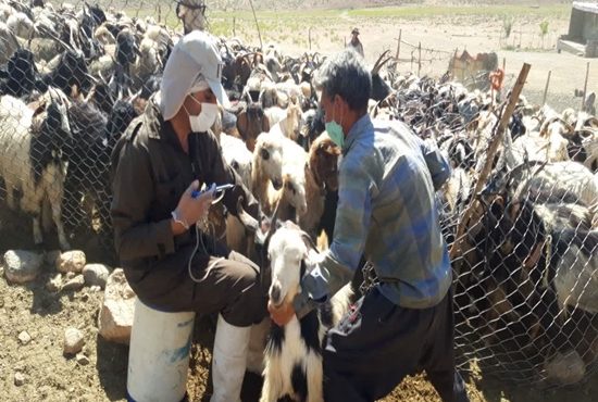 واکسیناسیون بیش از 5 میلیون رأس دام سبک و سنگین در استان اصفهان