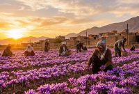 برگزاری سومین جشنواره ملی زعفران علوی