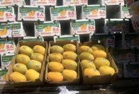 کشف بیش از ۱۸ تن انبه قاچاق در “نایین”