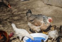 آغاز اجرای مرحله پانزدهم طرح ملی واکسیناسیون رایگان طیور روستایی علیه بیماری نیوکاسل در استان اصفهان