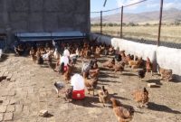 واکسیناسیون نزدیک به یک میلیون و 380 هزار قطعه طیور بومی و روستایی استان اصفهان علیه بیماری نیوکاسل